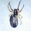 Hypsosinga sp.